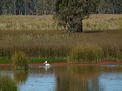 Pelican