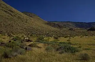 cheatgrass