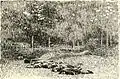 Confederate Dead at the Rose Woods