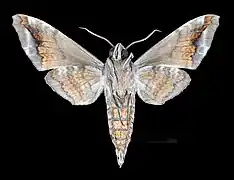 Male ventral