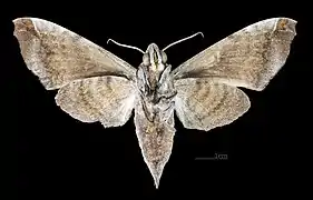 Female ventral view
