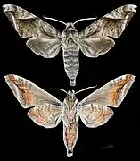 Acosmeryx naga