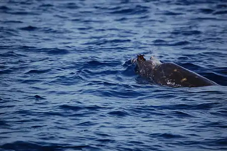 Adult male (in the Bahamas)
