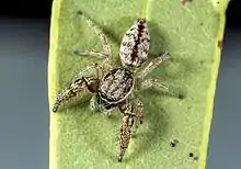 Afraflacilla grayorum from Kiwirrkurra Indigenous Protected Area in the Gibson Desert, Western Australia