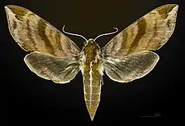 Female