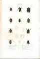 Plate 3 from: C.J.-B. Amyot and J. G. Audinet-Serville (1843). Histoire naturelle des insectes. Hémiptères. Paris, Librairie encyclopédique de Roret.