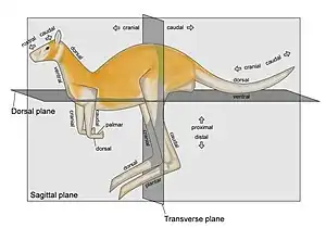 Image 10Zootomical terms of locationPhoto credit: Jonathan MerrittZootomical terms of location overlap considerably with terms used in human anatomy. In animals, the head end is called the "cranial end" and the tail end is the "caudal end".  The side of the body normally oriented upwards is the "dorsal" side; the opposite side, typically the one closest to the ground when walking on all legs, swimming or flying, is the "ventral" side.More selected pictures