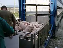 Image 34Pigs being loaded into their transport (from Livestock)