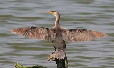 Japanese cormorants are typically used by Japanese fishers.
