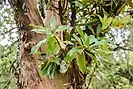 The hybrid Arbutus × andrachnoides