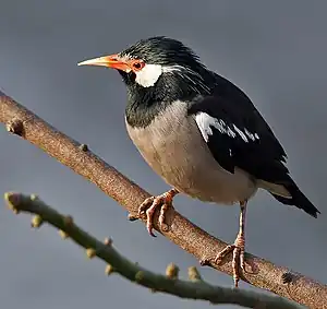 Image 40The Asian pied starling (Sturnus contra) is one of the 12 bird species of family Sturnidae resident in Bangladesh. Locally known as myna or shalik, these birds build their nests in holes or cavities in trees or buildings, or large globular structures of straw, twigs, etc. in trees.Photo Credit: J.M.Garg