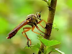 A fly(Diptera)