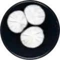 Aspergillus udagawae growing on CYA plate