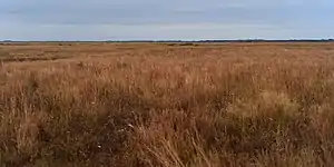 Attwater Prairie Chicken National Wildlife Refuge, Colorado County, Texas, USA (11 November 2017).