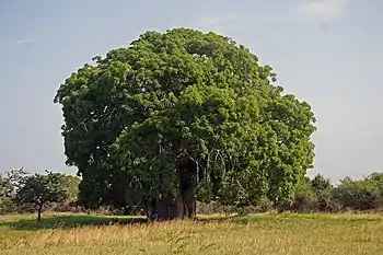 Image 8BaobabPhotograph: Muhammad Mahdi KarimAdansonia digitata is a sub-Saharan African species of baobab tree. The genus, scientifically known as Adansonia, consists of nine species native to Madagascar, Africa, Arabia and Australia, and can reach heights of 5 to 30 m (16 to 98 ft) with trunk diameters of 7 to 11 m (23 to 36 ft).More selected pictures