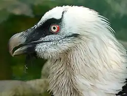 The adult has a buff-yellow body and head.
