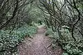 Bartram Trail on Rabun Bald