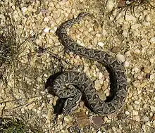 Mountain adder