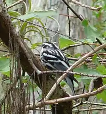 Black-and-white warbler