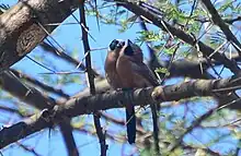 Two small bits with red chests, black cheeks, blue beaks, and black-and-white stripes wings