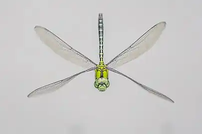 male