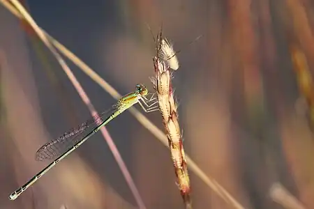 Female