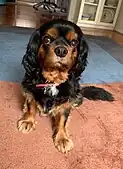 Black-and-tan Cavalier King Charles Spaniel.