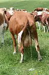Cow (Bos taurus taurus)