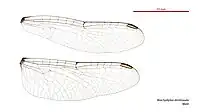 Male wings