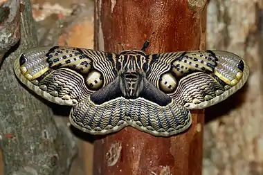 Image 8Brahmaea wallichiiPhotograph: Arthur Chapman; edit: Papa Lima Whiskey and Ryan KaldariBrahmaea wallichii, also known as the owl moth, is a moth from the family Brahmaeidae. With a wingspan of about 90–160 mm (3.5–6.3 in), it is one of the largest species of Brahmin moth. This nocturnal species is found in India, Bhutan, Myanmar, China, Taiwan and Japan.More selected pictures