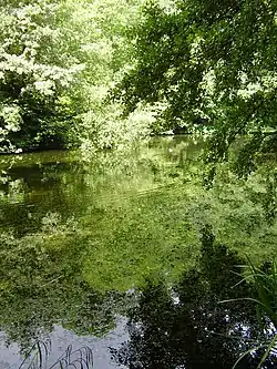 Image 1Credit: O1iveBrockhill Country Park is dominated by a large grassy valley, bisected by the Brockhill Stream as it makes its way to the Royal Military Canal at Hythe.

More about Brockhill Country Park...
 (from Portal:Kent/Selected pictures)