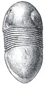 Bumastus niagarensis was a Styginid trilobite from southeastern Wisconsin