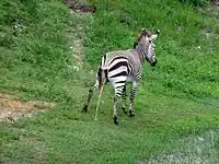 Female zebra (Equus zebra)