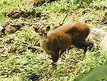Brown cervid