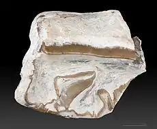Paratype of  Cadurcotherium nouleti