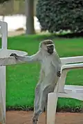 Gray monkey
