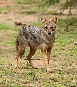 Golden jackal