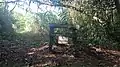 Canopy walk