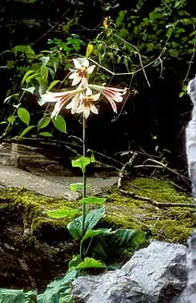 Giant Himalayan lily