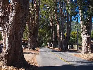 Road-Boronda Road Eucalyptus Tree Row, Carmel Valley