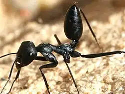 Cataglyphis nigra with raised gaster