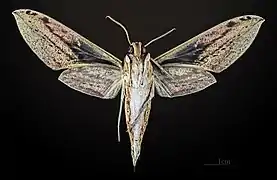 Male Cechenena lineosa, underside