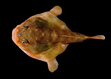 Image 15Redeye gaperPhoto: Steve Ross, NOAA Office of Ocean ExplorationThe redeye gaper (Chaunax stigmaeus) is a sedentary species of anglerfish native to deep waters in the western North Atlantic from the Georges Bank off New England southward to the Blake Plateau off South Carolina. It is a sedentary ambush predator that spends most of its time resting on the sea floor on its pectoral and pelvic fins, moving only to capture prey or avoid predators.More selected pictures