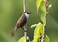 Image 31The chestnut-capped babbler (Timalia pileata) is a passerine bird of the Timaliidae. It is monotypic within the genus Timalia. The pictured specimen of this native bird of Bangladesh was photographed at Himchari National Garden, Cox's Bazar.Photo Credit: Syedabbas321