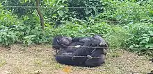 Image 33Chimpanzee at Mefou primate sanctuary (from Tourism in Cameroon)