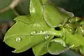 Cissus quadrangularis, young growth showing several pearl bodies.