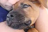 Image 36A dog's whiskers act as sensing organs. (from Dog anatomy)