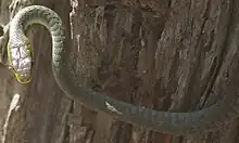 Image 28Common Tree Snake (from Australian snake habitats)