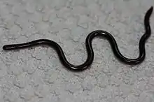 Image 20Common Blind Snake (Ramphotyphlops braminus) (from List of snakes of South Asia)