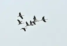 Common cranes Grus grus at Sultanpur